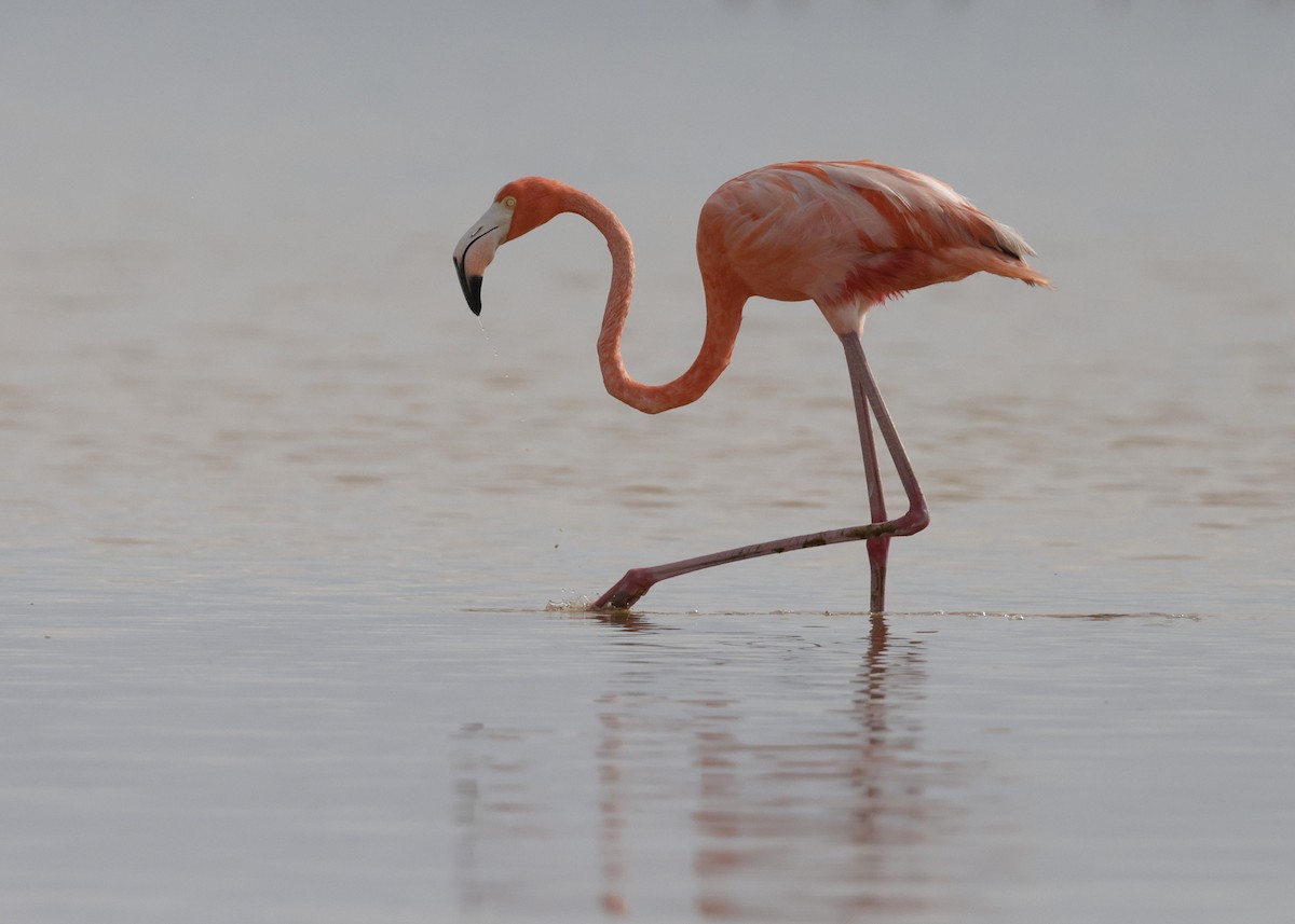 American Flamingo - ML646996070