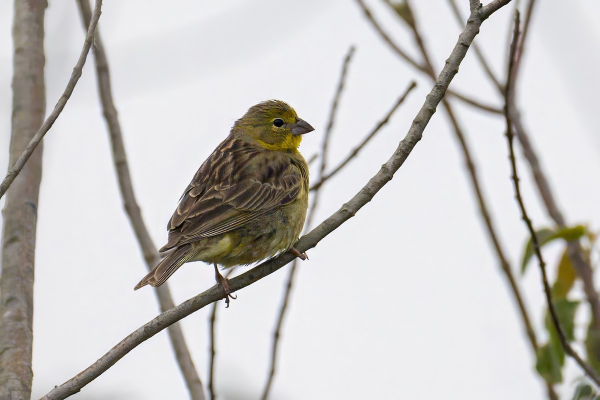 Grassland Yellow-Finch - ML646996072