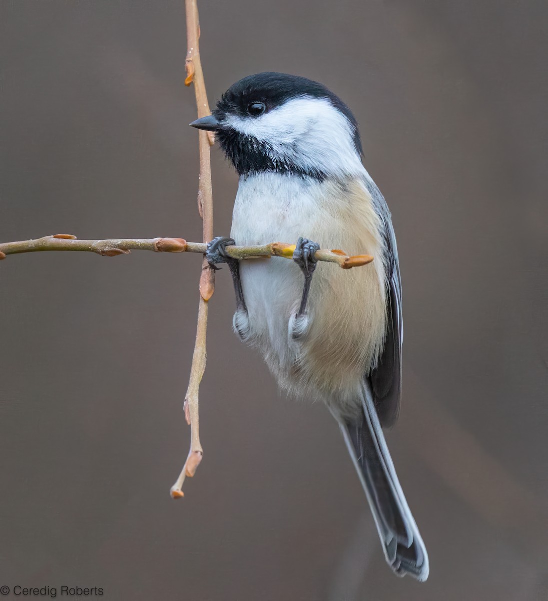 Black-capped Chickadee - ML646996073
