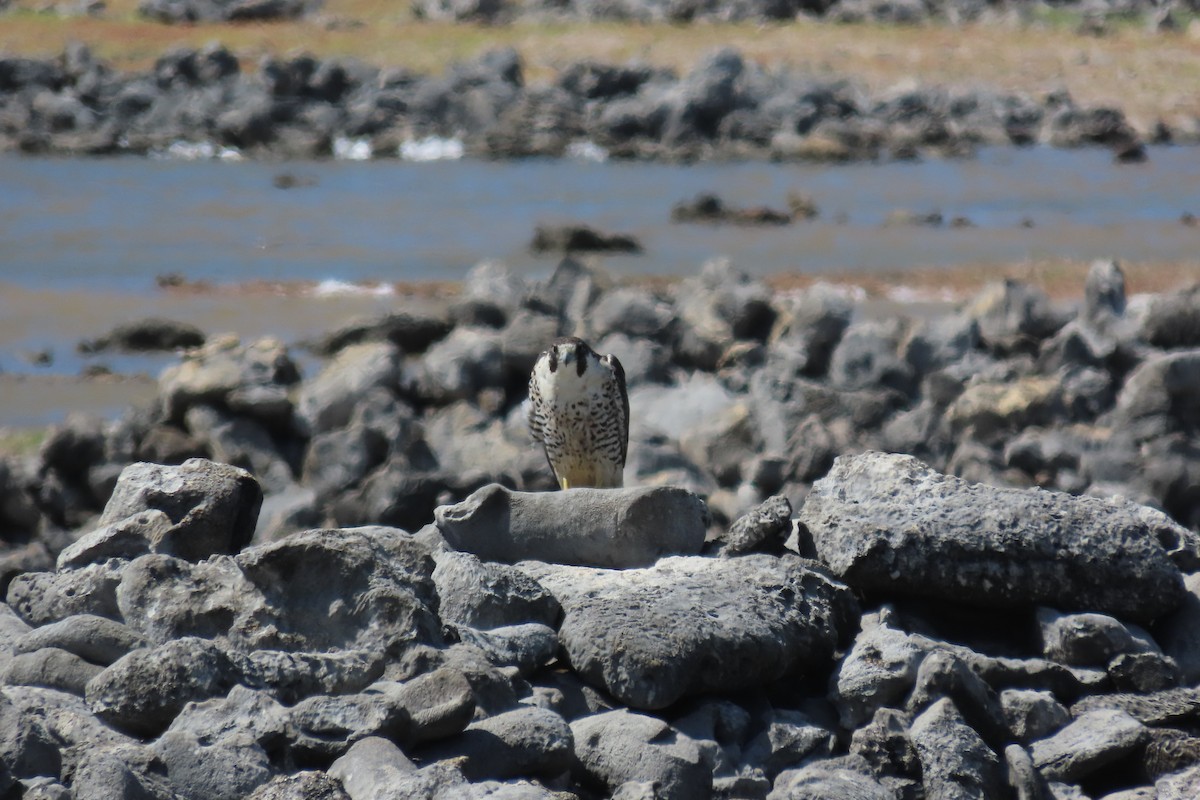 Halcón Peregrino - ML646996074