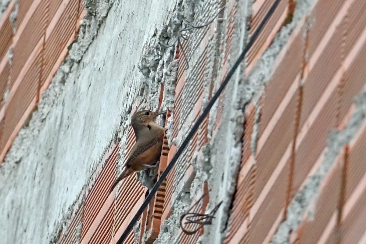 Chochín Criollo Sureño - ML646996077