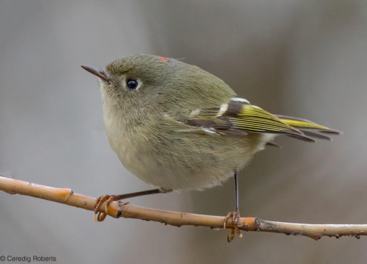 Erregetxo mottogorria - ML646996081