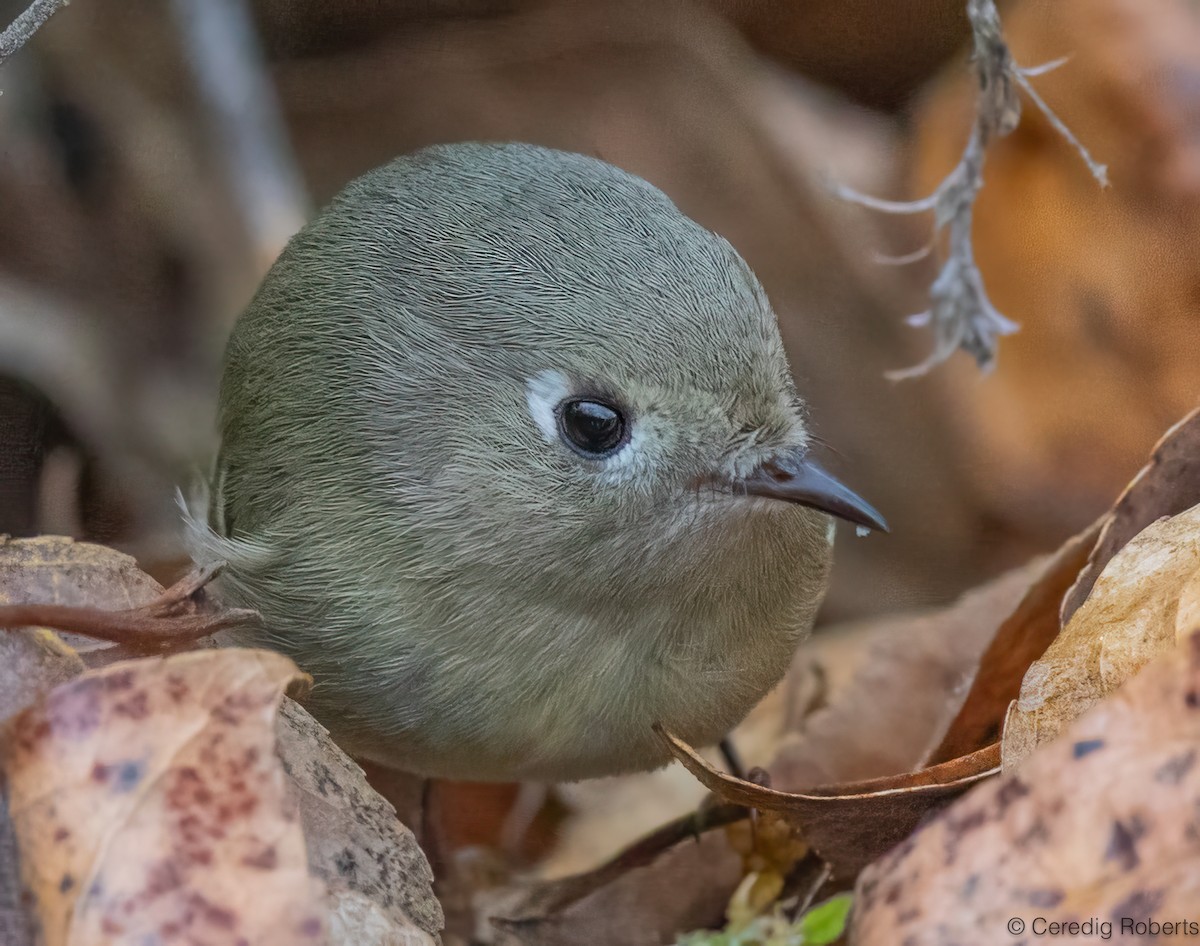 Erregetxo mottogorria - ML646996082