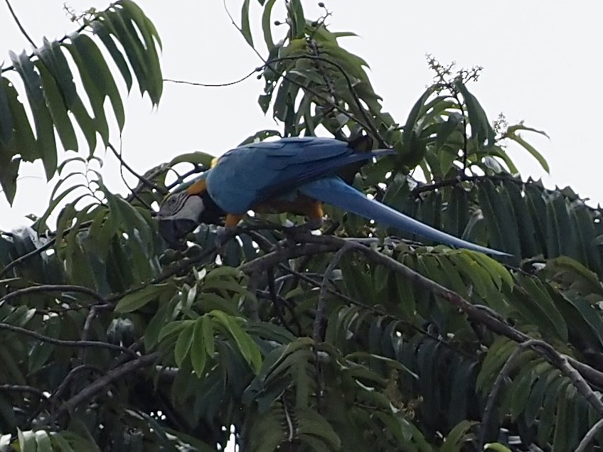 Араурана - ML646996083