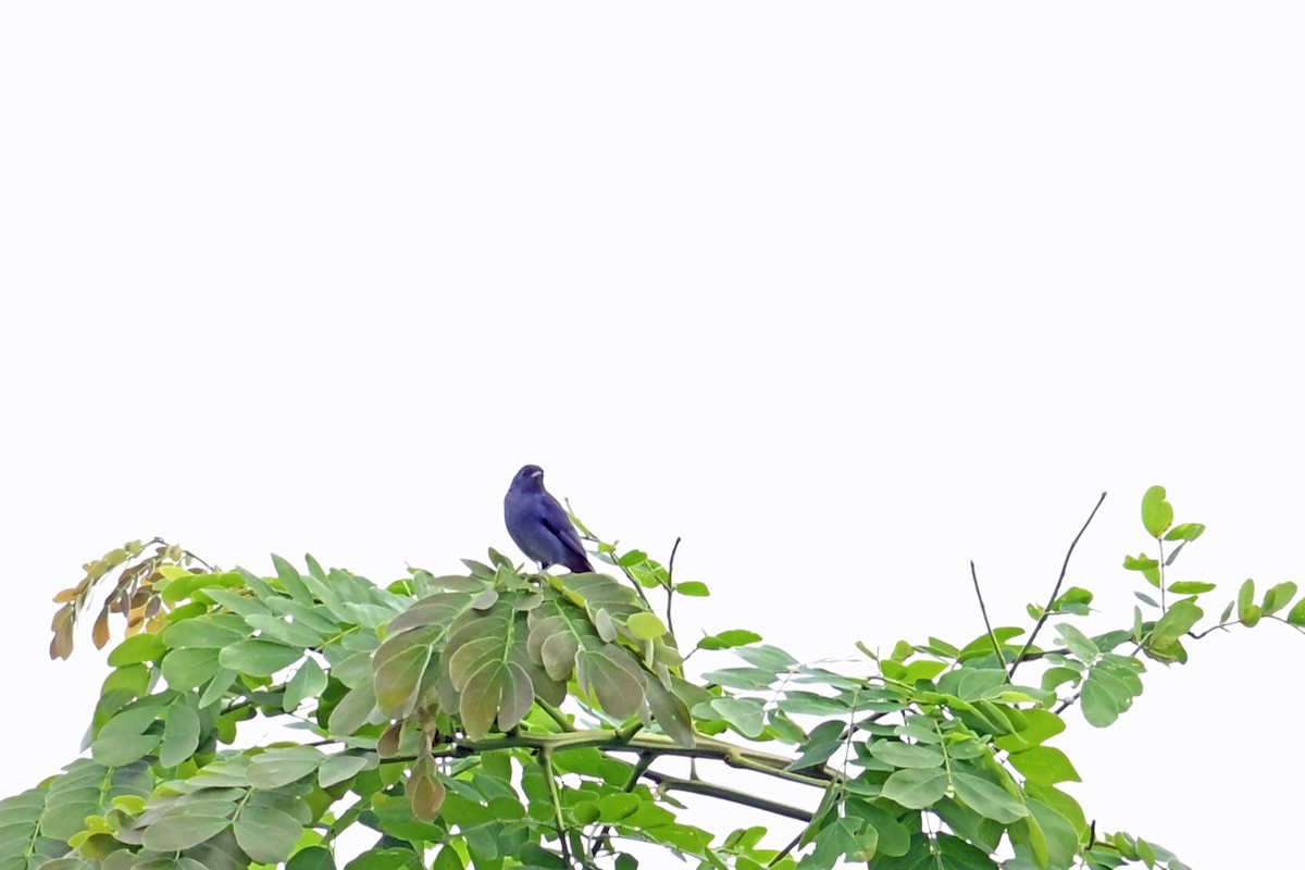 Conirrostro Culirrufo - ML646996087