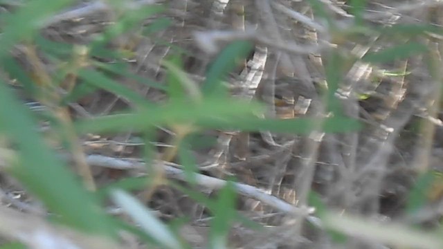 Vireo Piquigrueso - ML646996088