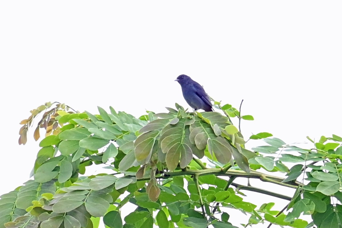 Conirrostro Culirrufo - ML646996090