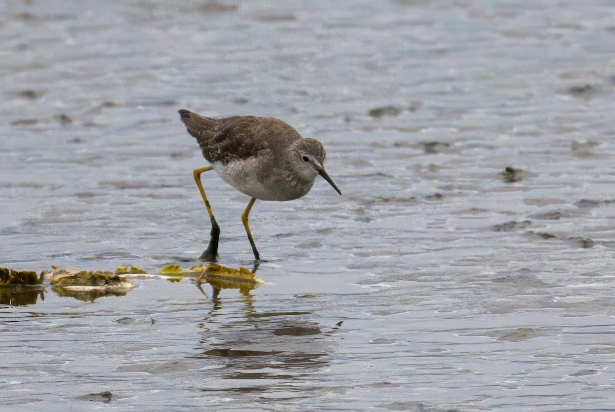 Küçük Sarıbacak - ML646996091