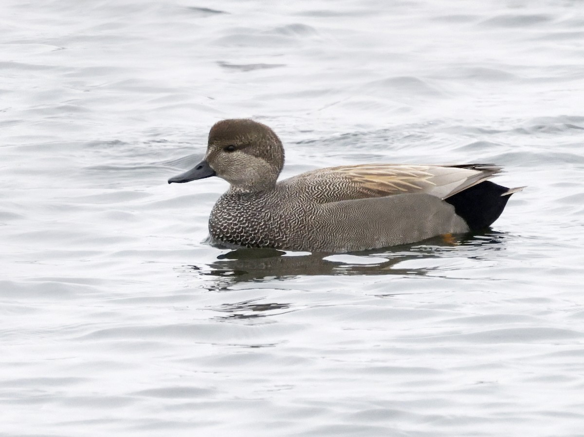 Gadwall - ML646996092