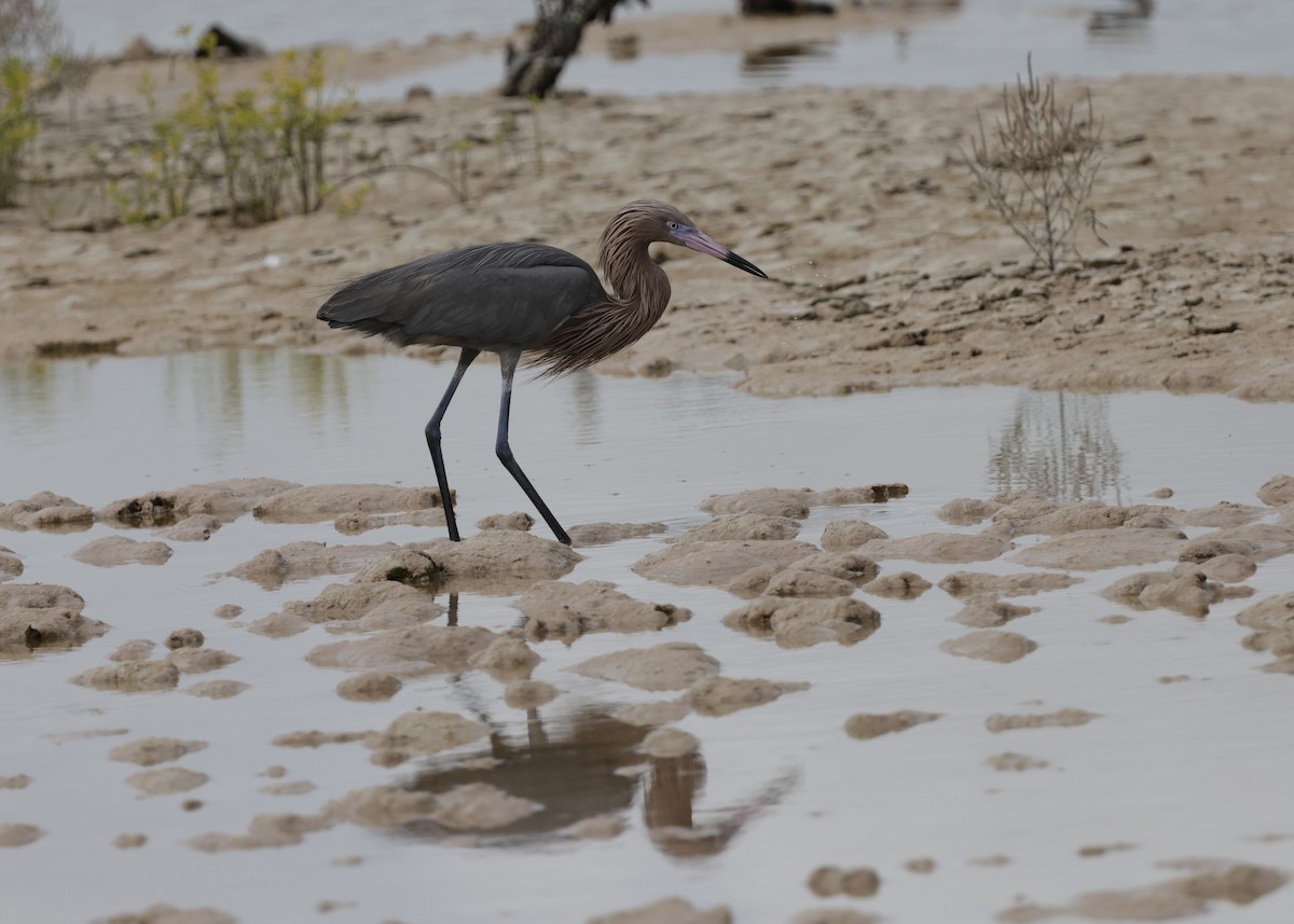 Reddish Egret - ML646996095