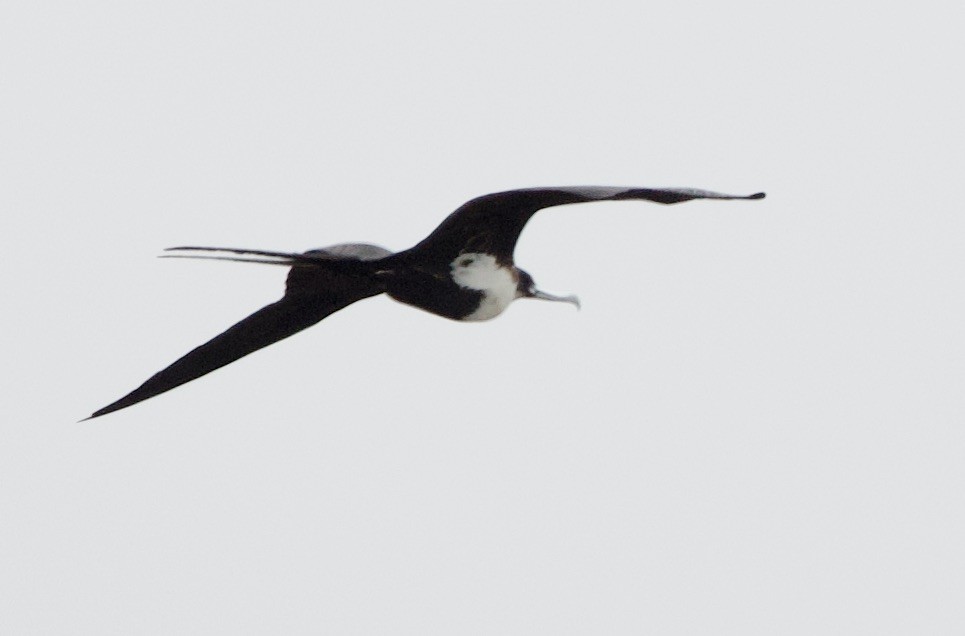 fregatka obecná - ML646996096