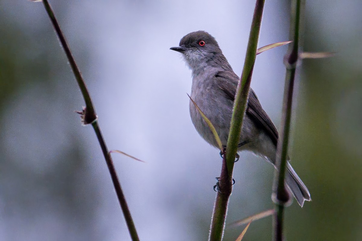 Diyukon Tiranı - ML646996098