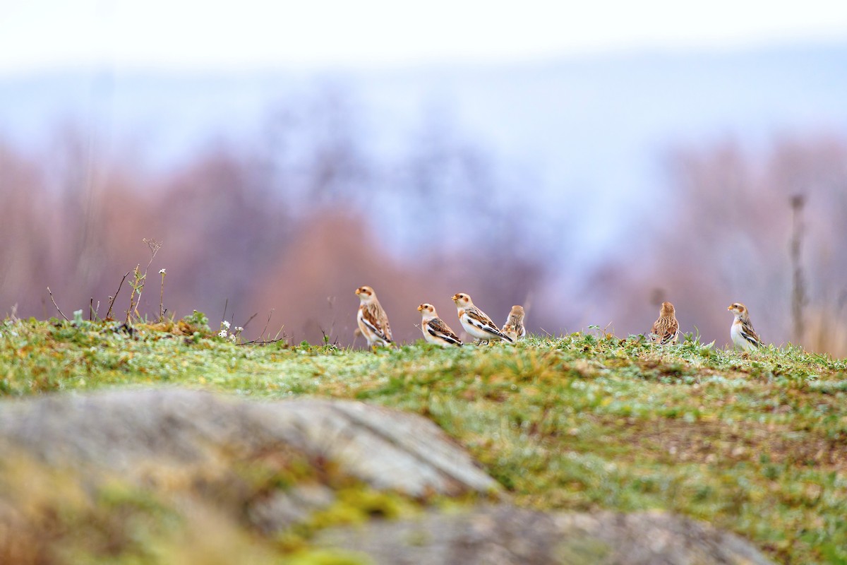 Snow Bunting - ML646996099