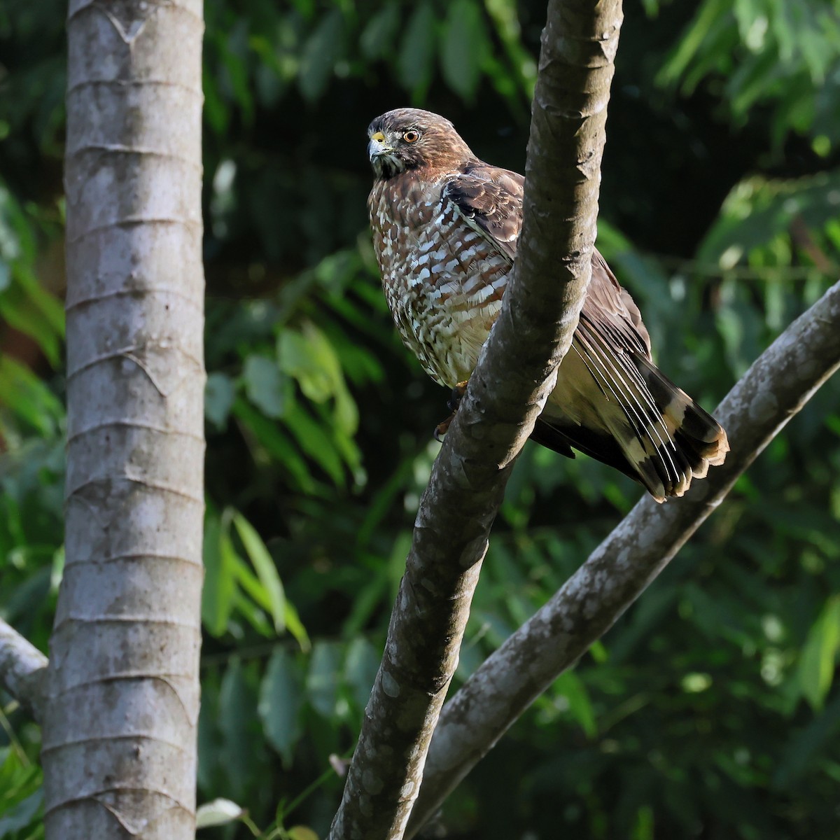 Busardo Aliancho - ML646996101