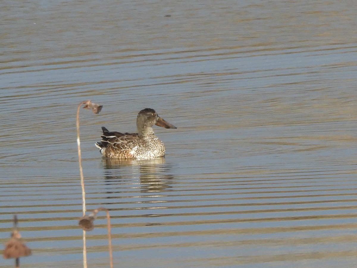 Northern Shoveler - ML646996104