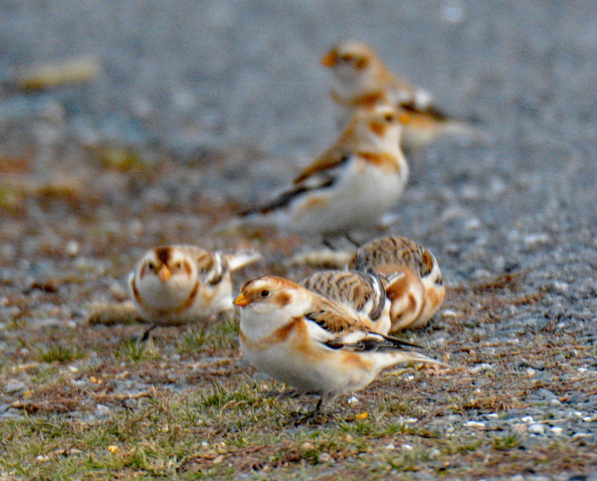 Пуночка - ML646996105