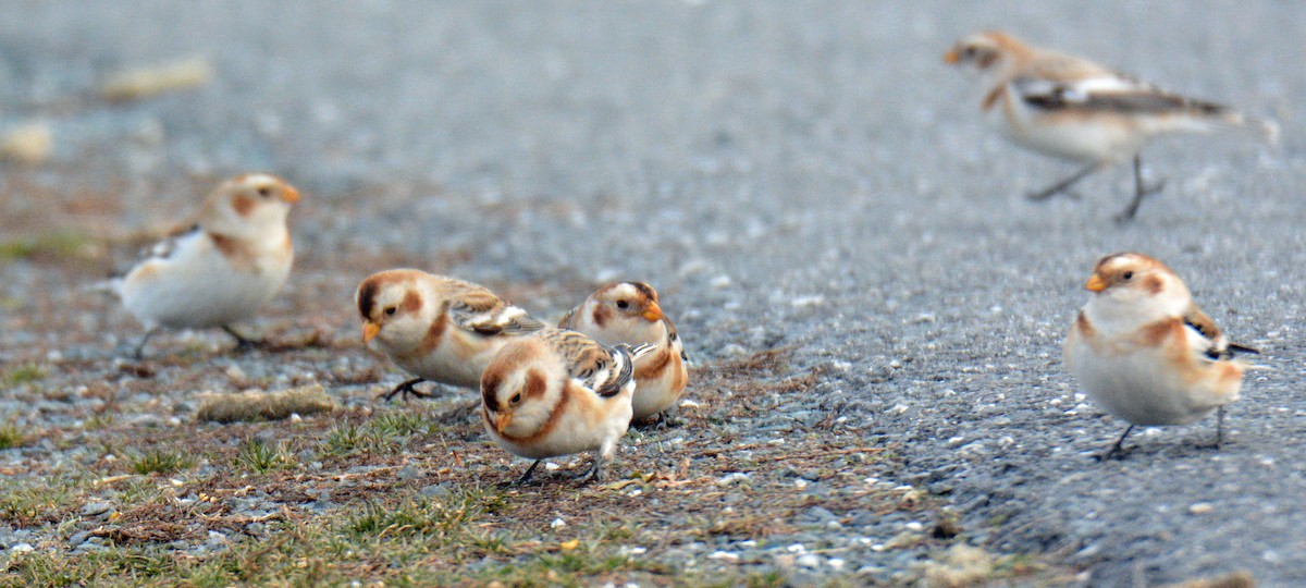 Пуночка - ML646996106