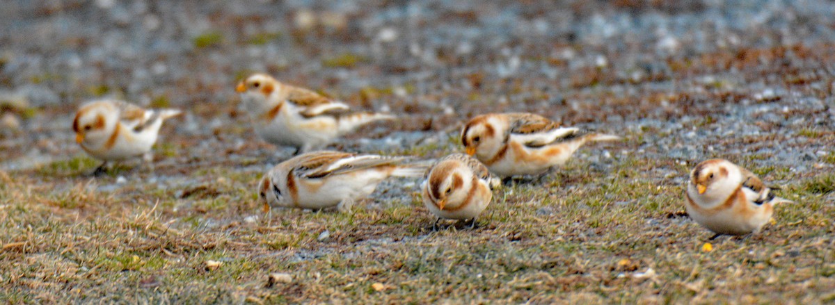 Пуночка - ML646996107