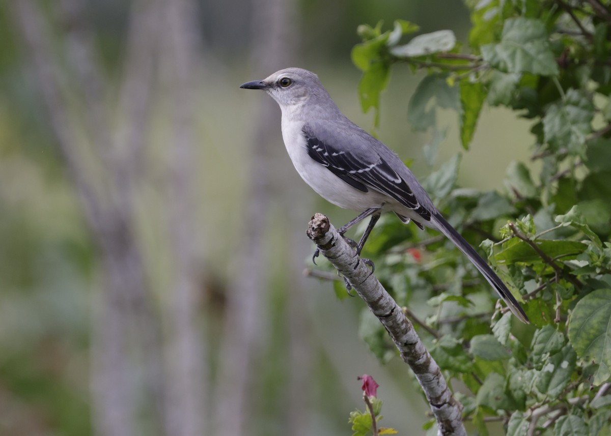Tropical Mockingbird (Mayan) - ML646996108