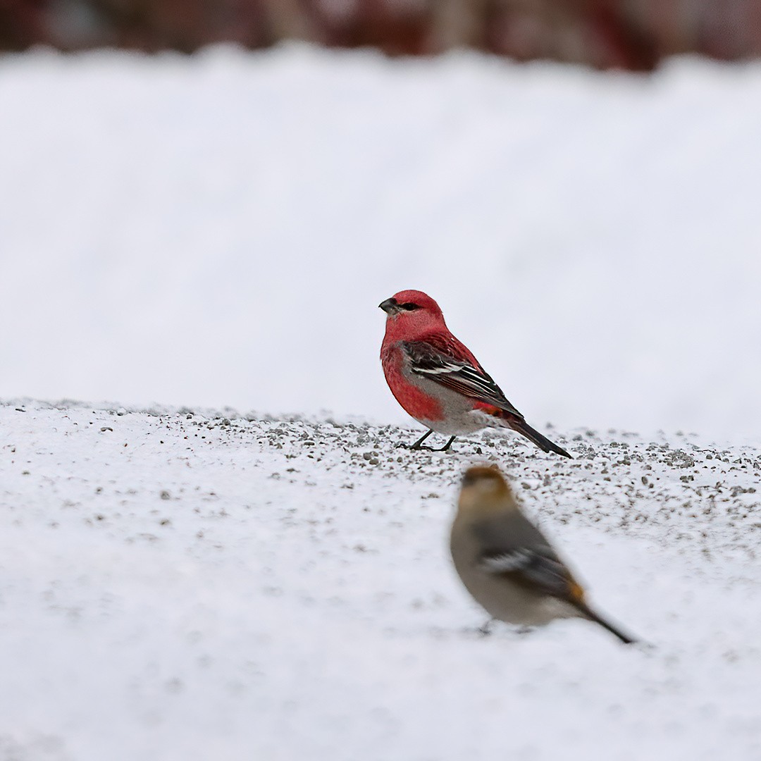 Pine Grosbeak - ML646996109