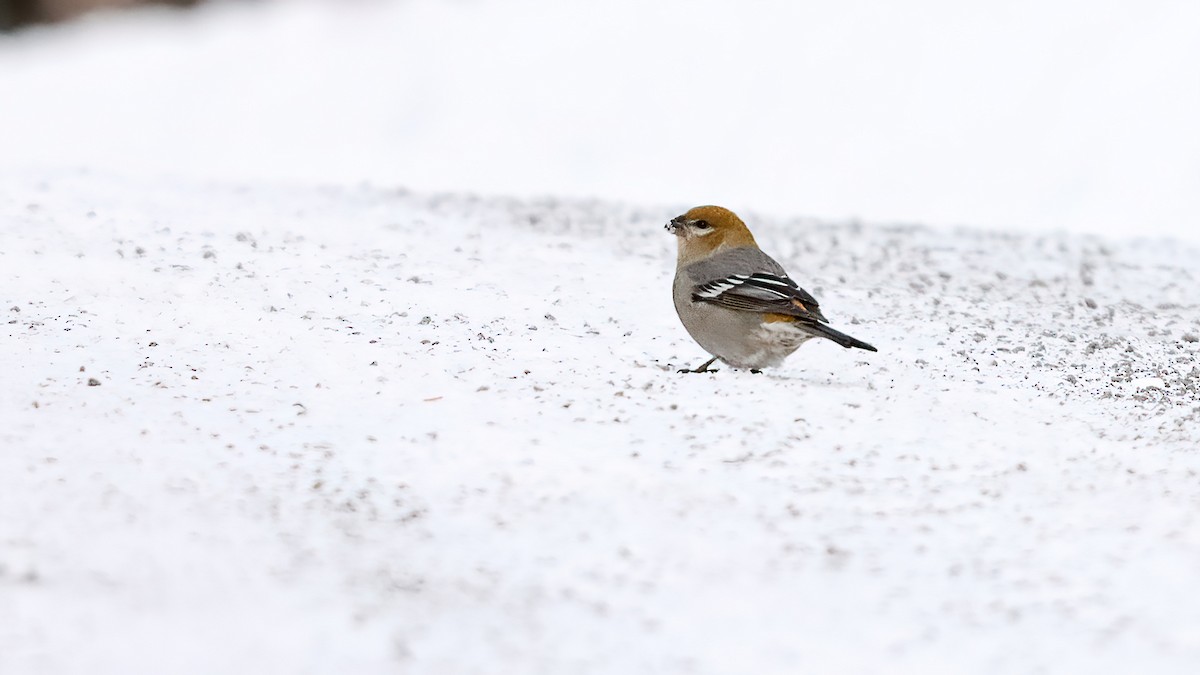 Pine Grosbeak - ML646996110