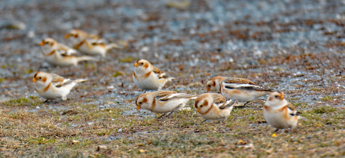 Пуночка - ML646996111