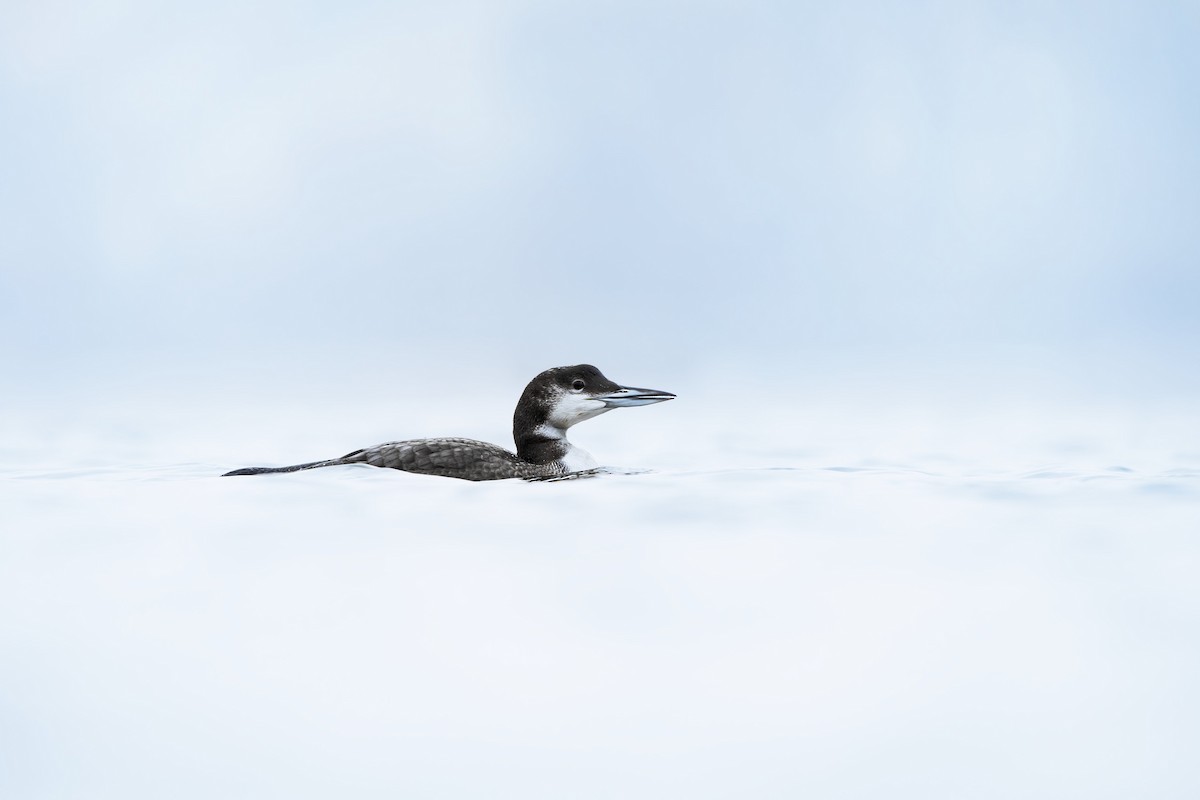 Common Loon - ML646996115