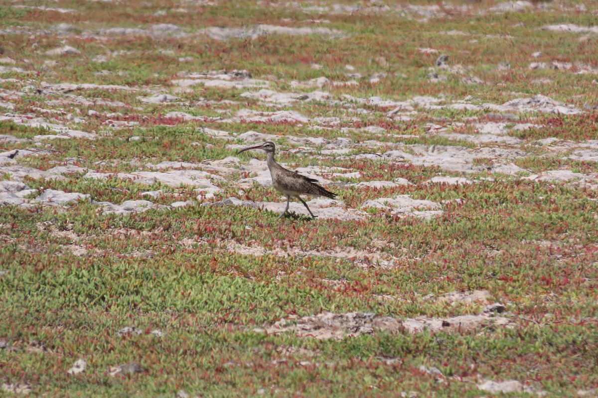 Zarapito Trinador Americano - ML646996119
