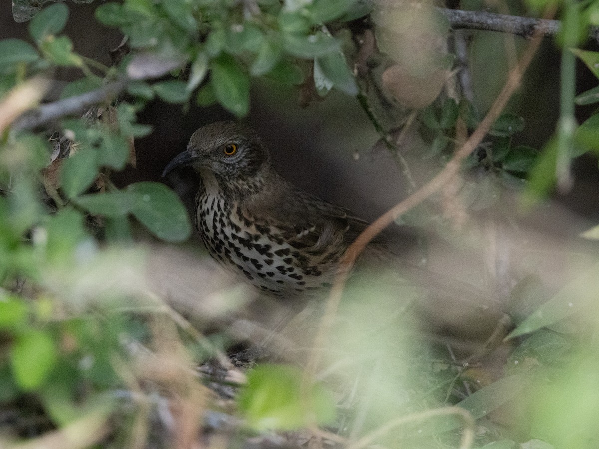 Moqueur gris - ML646996120