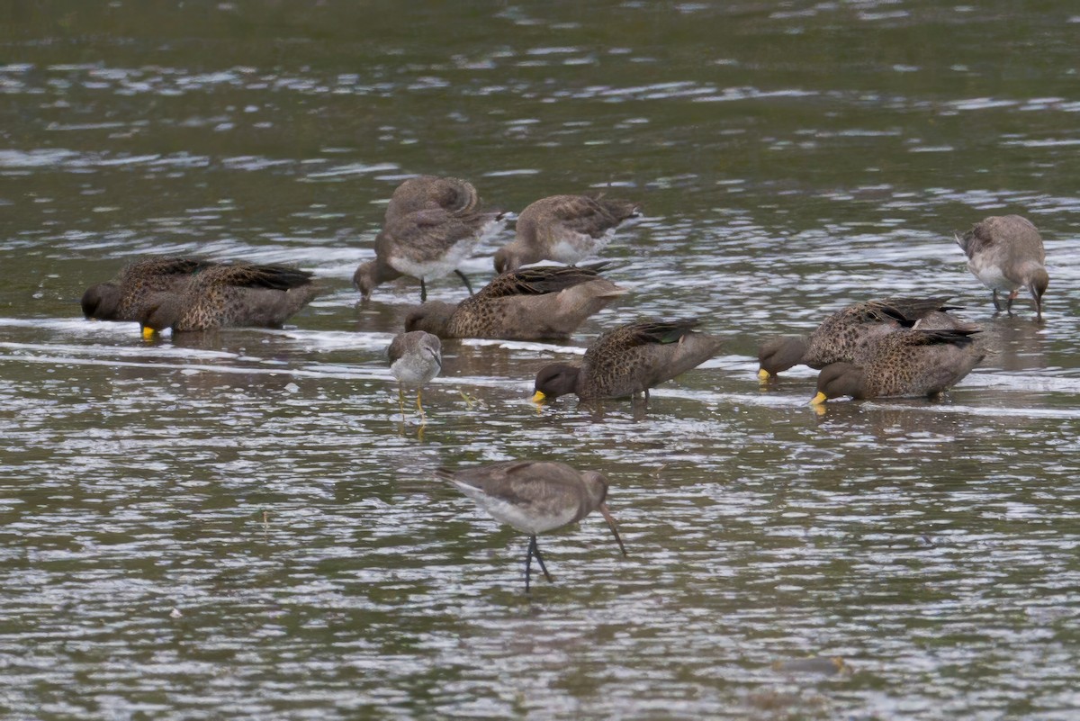 Sarı Gagalı Çamurcun - ML646996121