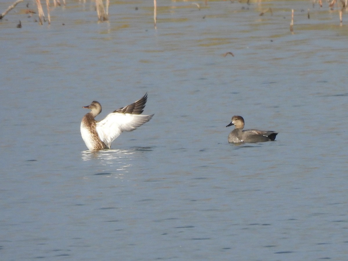 Gadwall - ML646996122