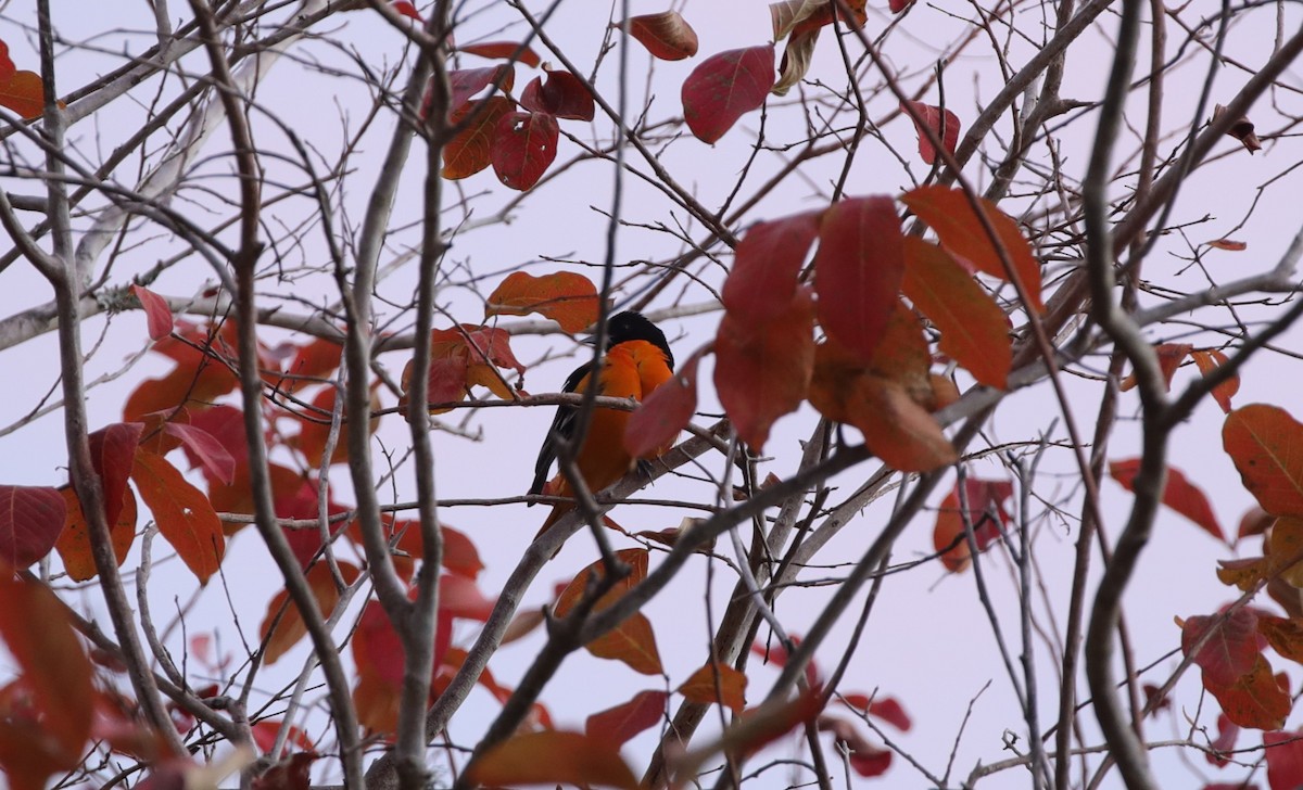 Baltimore Oriole - ML646996123