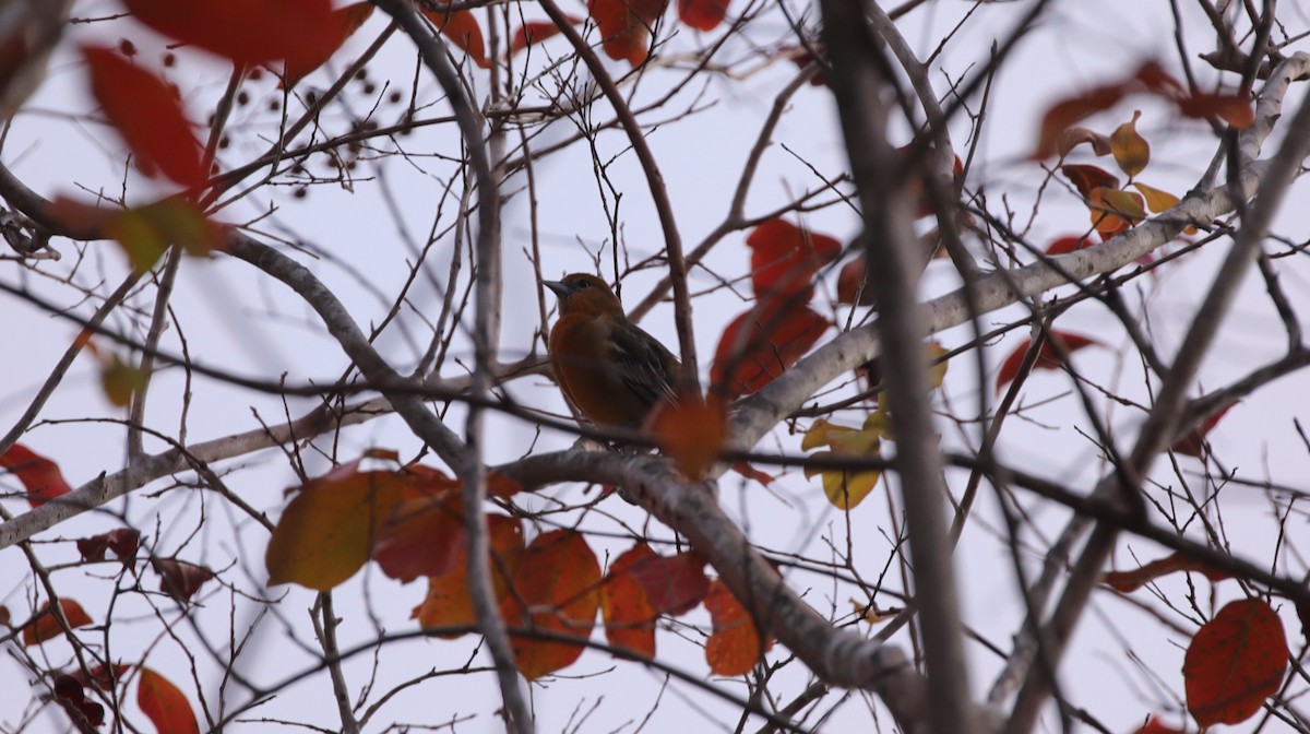 Baltimore Oriole - ML646996124