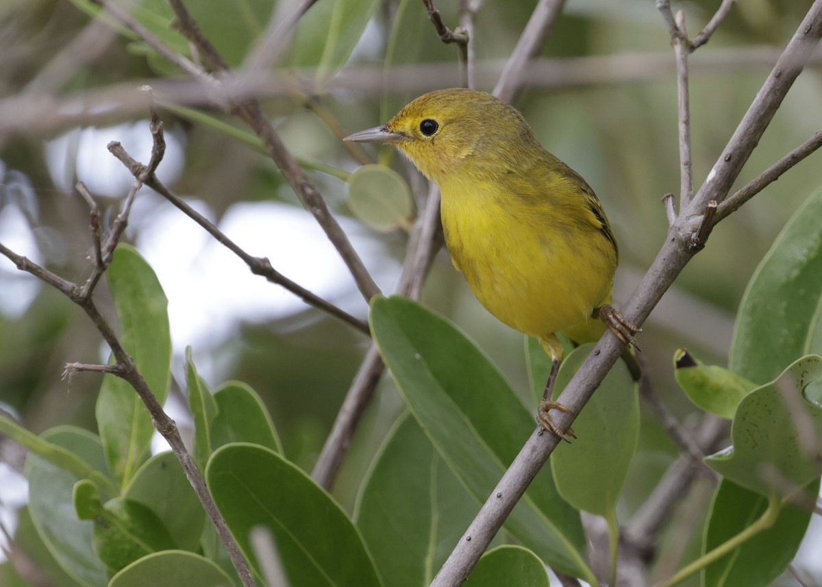 Mangrove Yellow Warbler (Mexican) - ML646996125