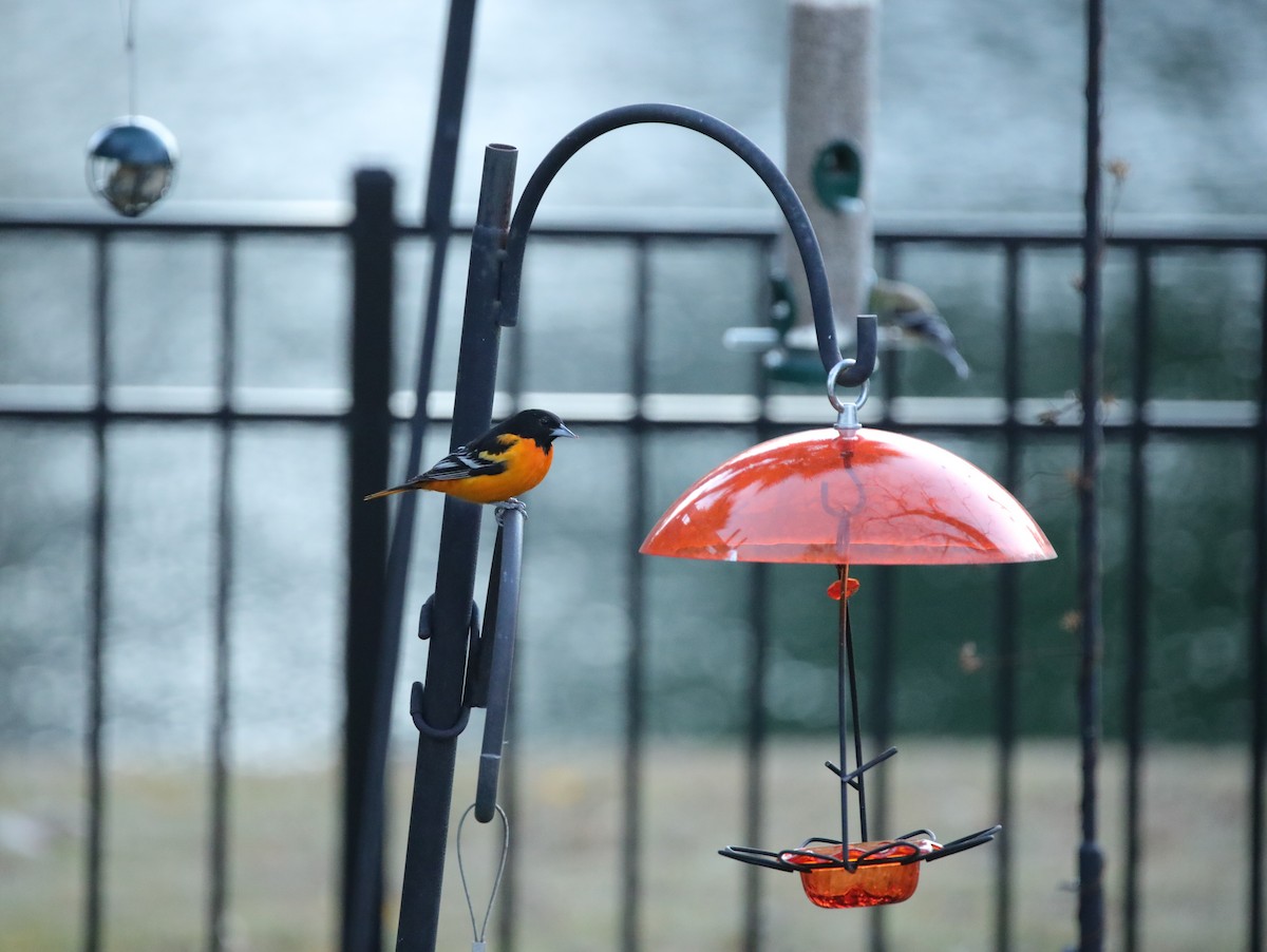 Baltimore Oriole - ML646996126