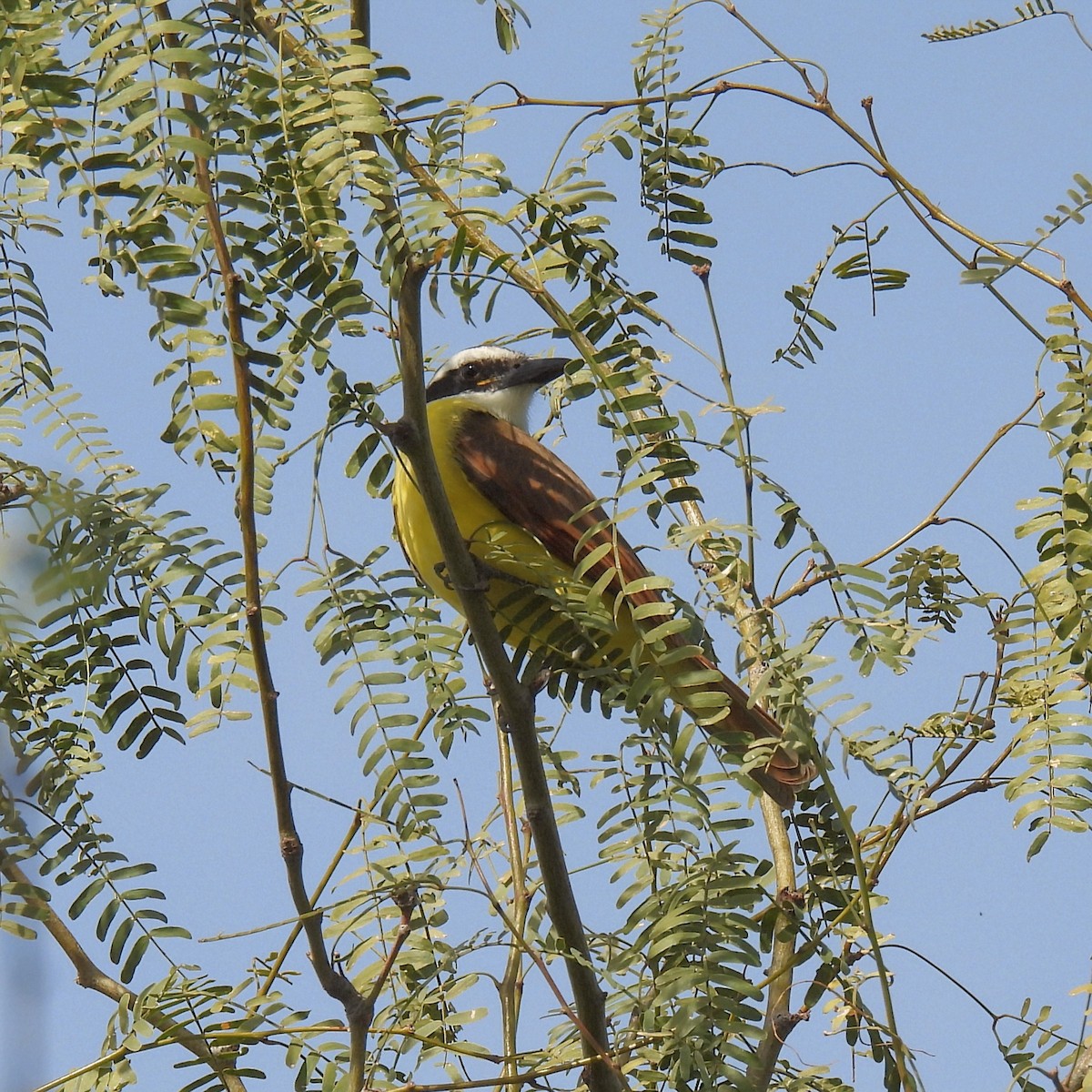 Great Kiskadee - ML646996127