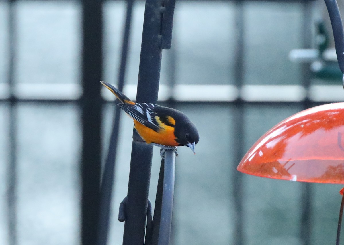 Baltimore Oriole - ML646996128