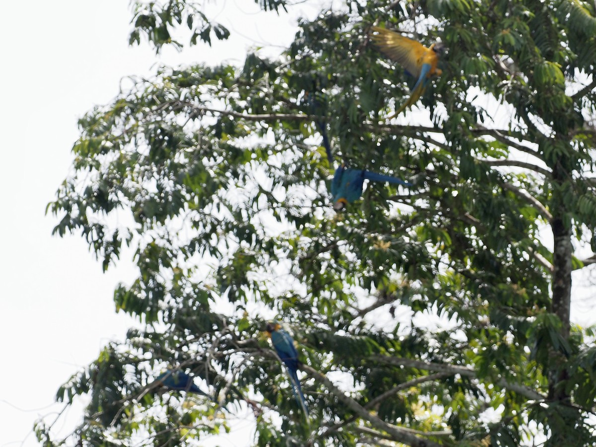 Араурана - ML646996129