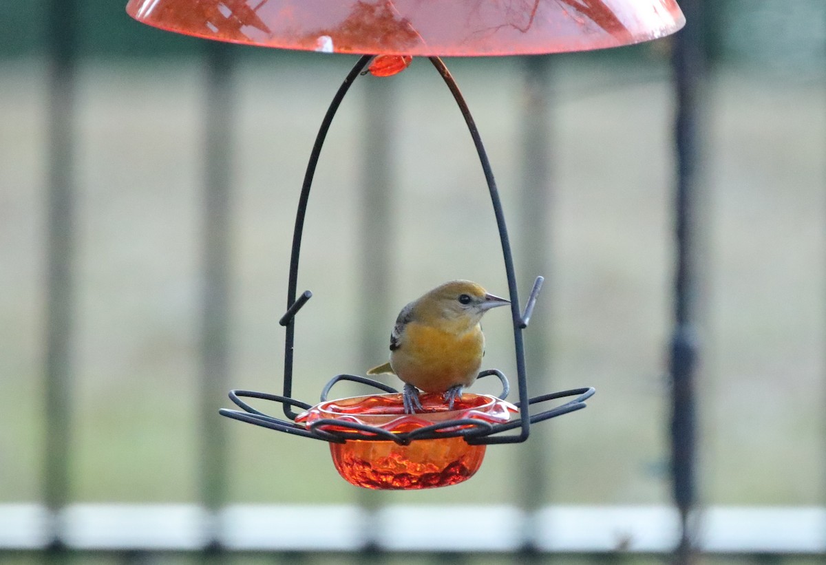 Baltimore Oriole - ML646996130