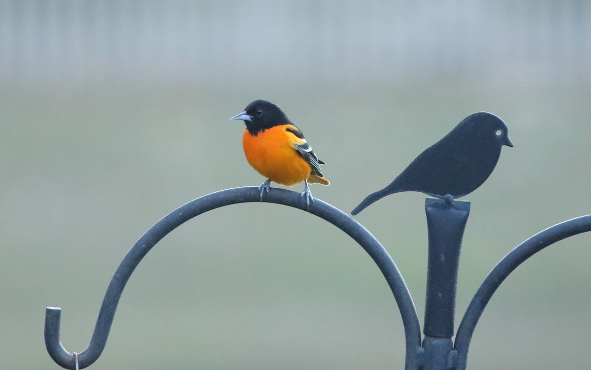 Baltimore Oriole - ML646996132