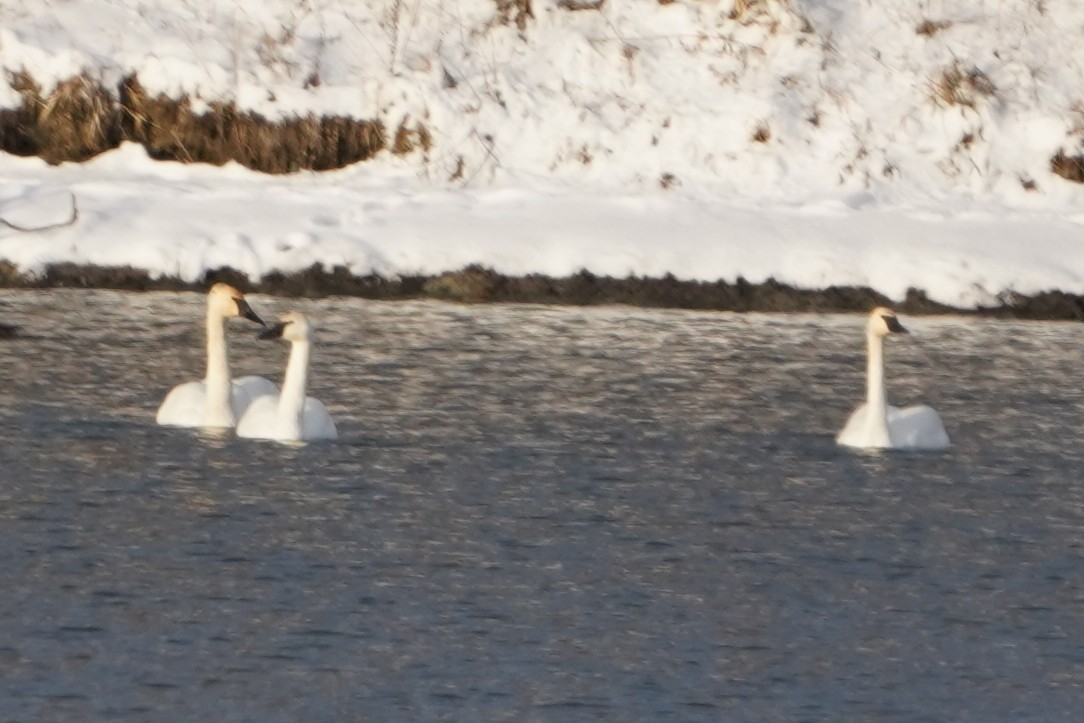 Trumpeter Swan - ML646996133