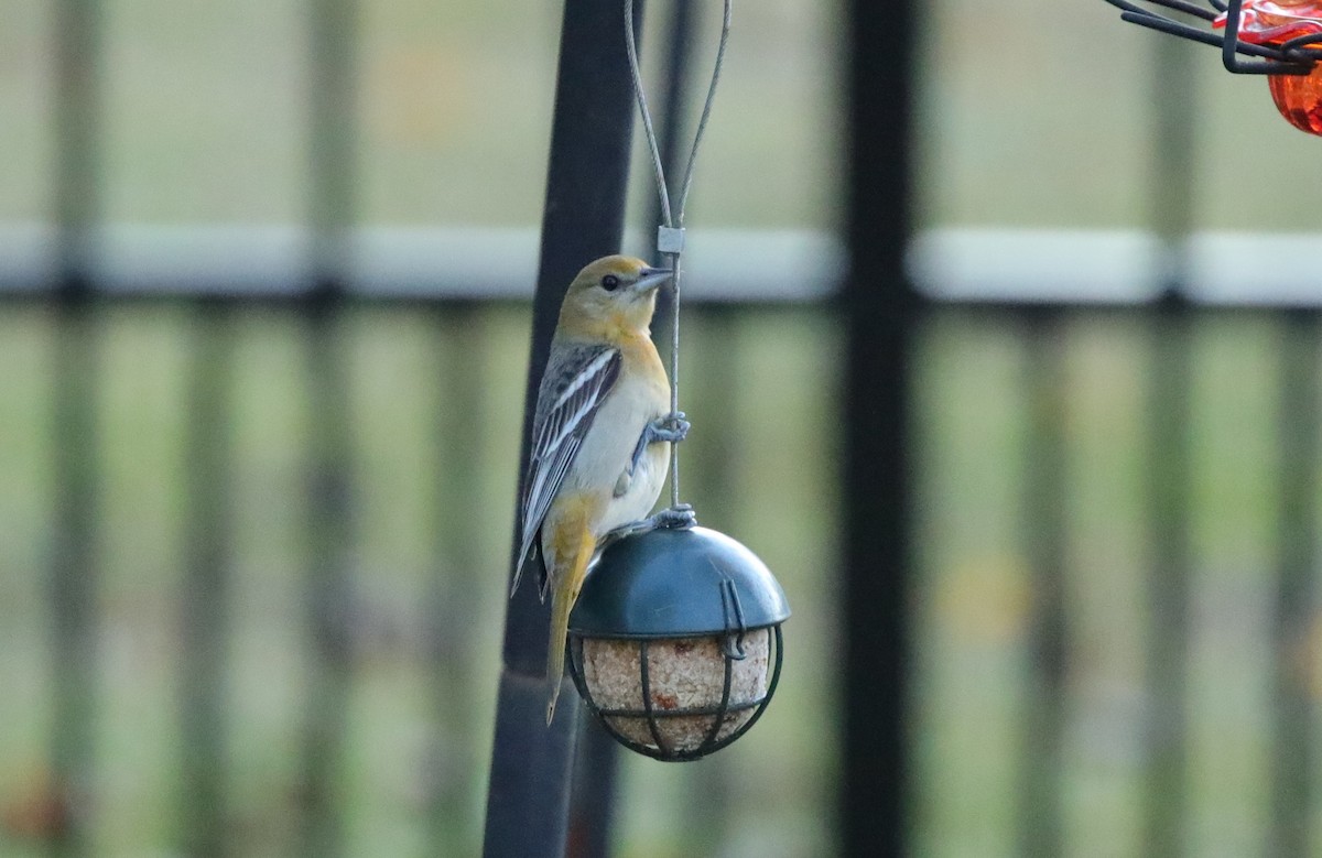 Baltimore Oriole - ML646996135