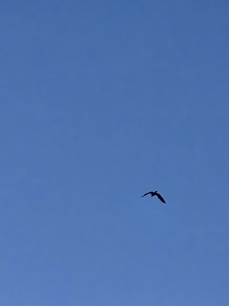 Bald Eagle - ML646996136