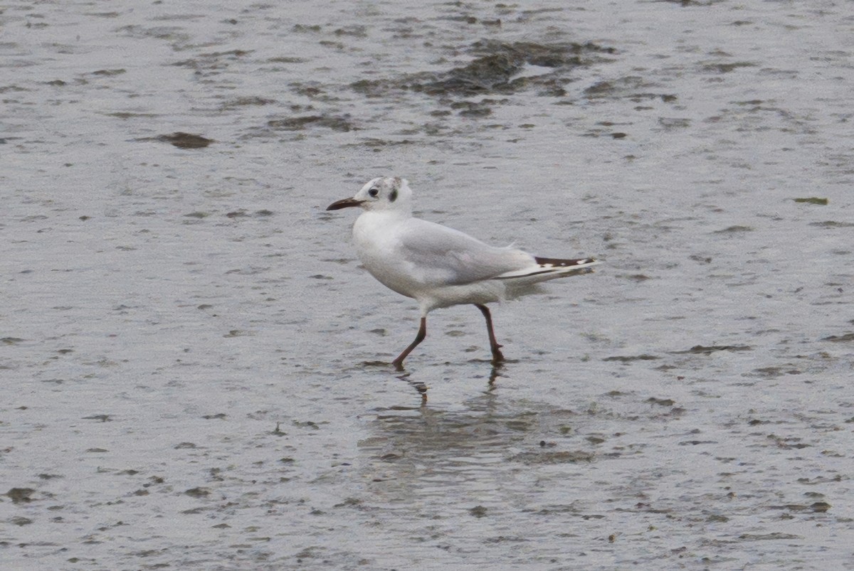 Maskeli Martı - ML646996138