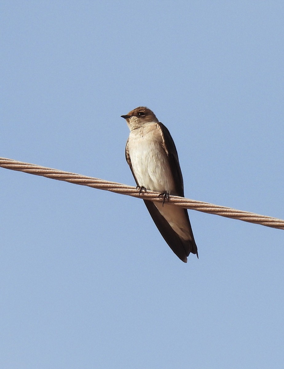 Northern Rough-winged Swallow - ML646996141