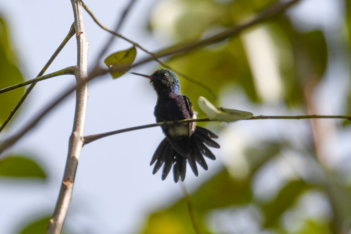 Фиолетовобрюхий колибри - ML646996142