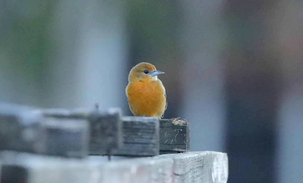 Baltimore Oriole - ML646996143