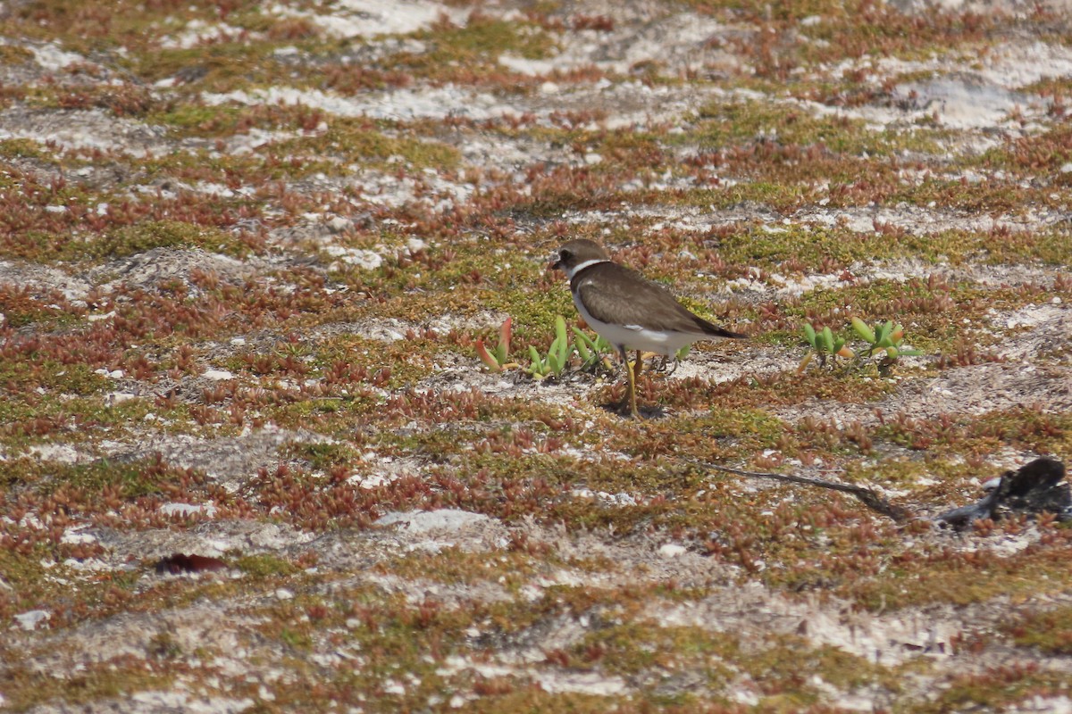 Chorlitejo Semipalmeado - ML646996145