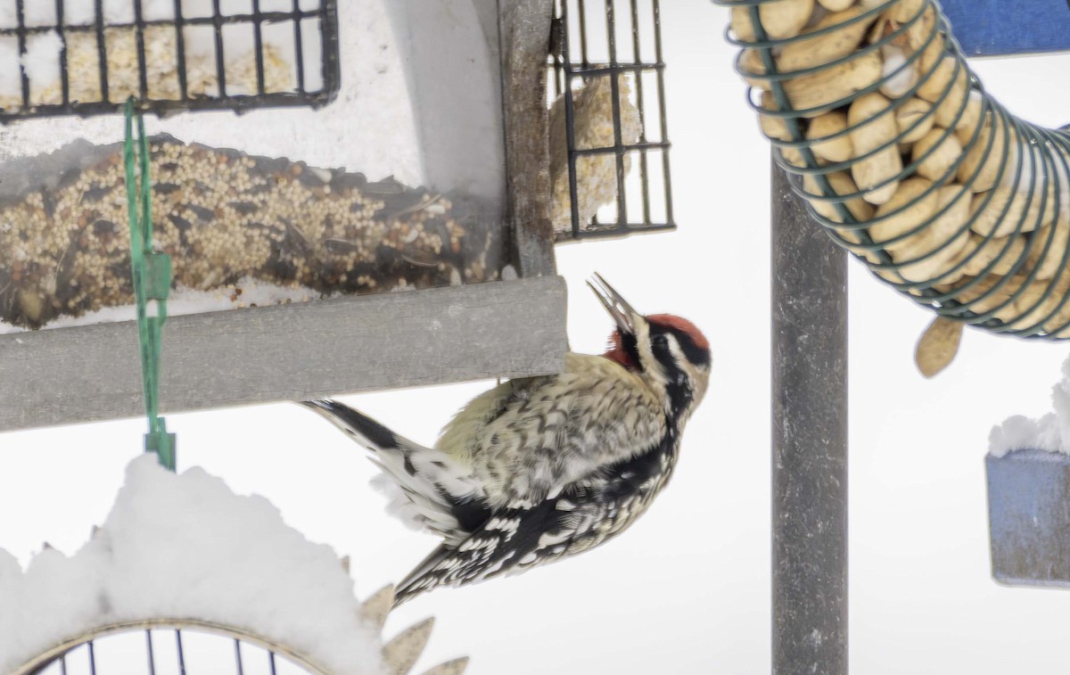 Желтобрюхий дятел-сокоед - ML646996149