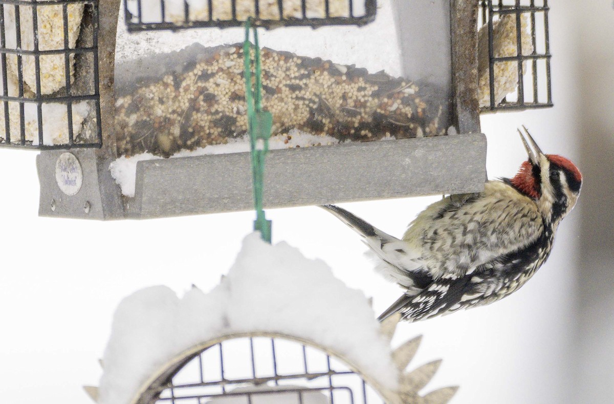 Желтобрюхий дятел-сокоед - ML646996150